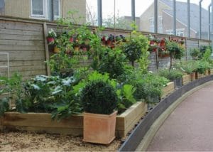 How to set up and run a school garden, Hammersmith School's winning Cultivation Street garden