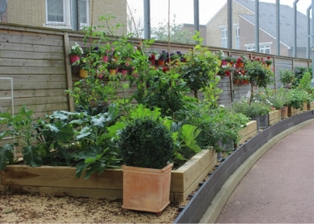 How to set up and run a school garden - Cultivation Street