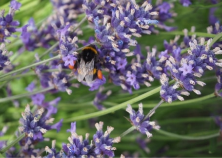 Lavendar is great smelling and brilliant for bees