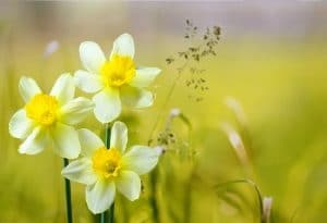Plant of the Month Daffodil featured image