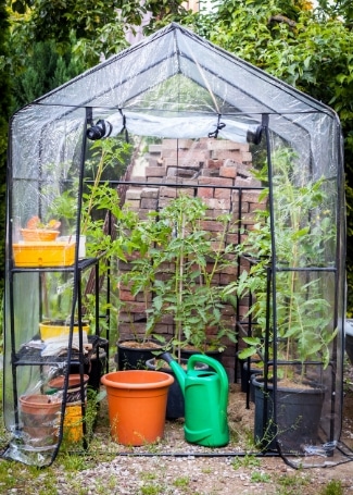 Using a small greenhouse in a Cultivation Street school or community garden