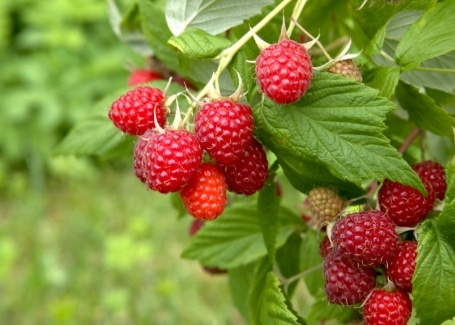 growing raspberries in your Cultivation Street garden