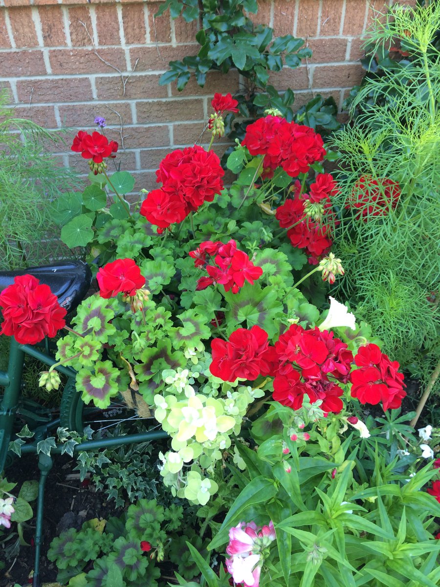 Ancaster Primary's Calliope Colour My Life geraniums in the 2018 Cultivation Street competition