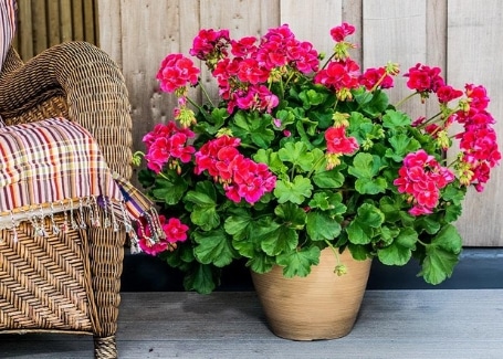 Bright Geranium display in a pot