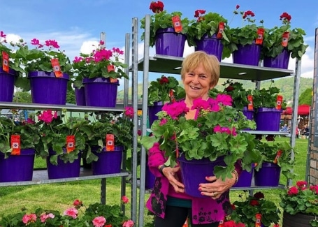 Calliope Geraniums