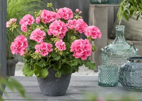 Choose good size pots to plant geraniums in