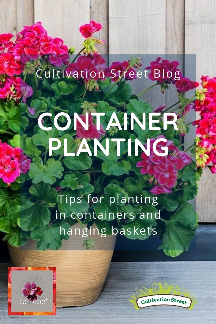 Cultivation Street Blog with Calliope Flowers, tips for planting in containers and hanging baskets