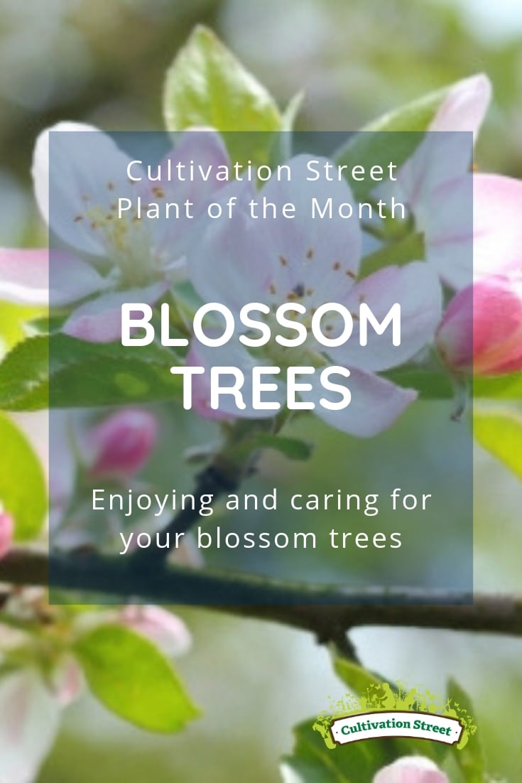 Cultivation Street Plant of the Month, Blossom Trees, Enjoying and caring for your blossom trees