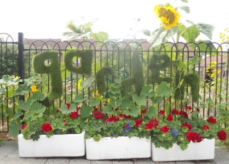 Cultivation Street Story of Springhallow School Garden's Calliope Colour My Life display in the 2018 Cultivation Street competition