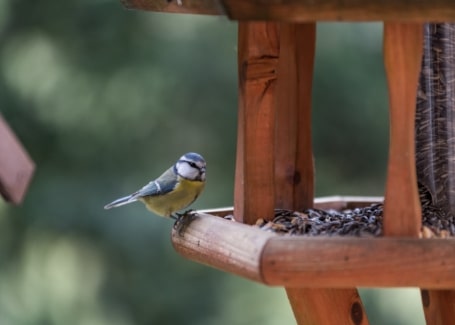 Cultivation Street advice feeding birds in your school or community garden to protect young plants