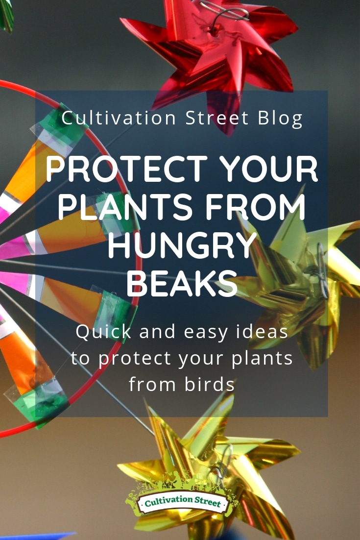 Cultivation Street advice for your school or community garden to protect young plants being eaten by birds