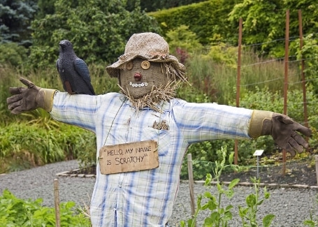 Cultivation Street advice making a scarecrow in your garden to scare the birds away