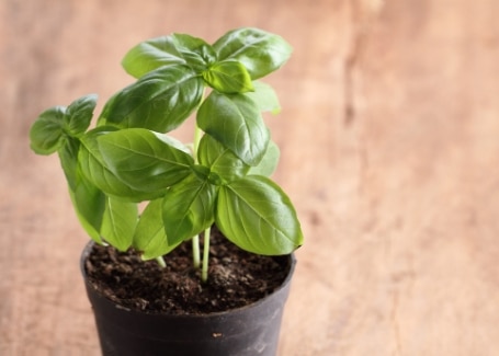 Cultivation Street homegrown basil