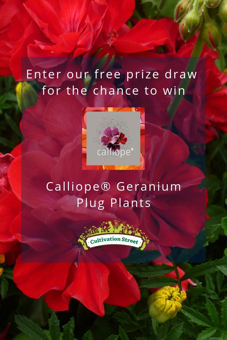 Enter the Cultivation Street free prize draw for the chance to win Calliope® Geranium Plug Plants Enter the Cultivation Street free prize draw for the chance to win Calliope® Geranium Plug Plants