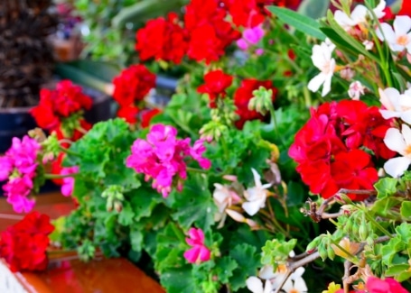 Feed geraniums to ensure their flowers are colourful