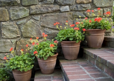 Geraniums planted in pots will benefit from compost