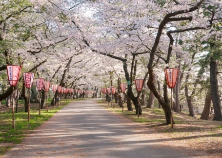 Hanami cherry bloom festival