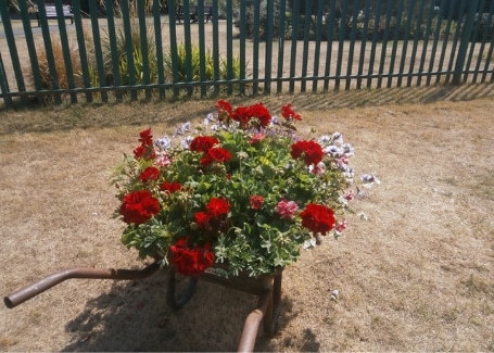 Highfield Park's wheelbarrow planter in their Calliope Colour My Life entry in the 2018 Cultivation Street competition