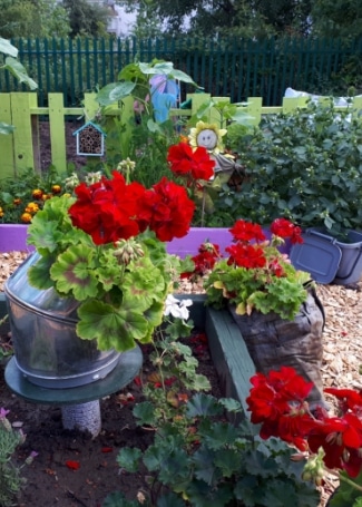 Includeme2 Allotment Angels Cultivation Street Garden's Calliope Geranium display