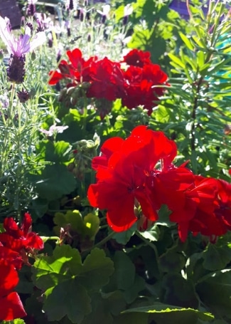 Includeme2 Allotment Angels Cultivation Street Garden's Calliope Geranium