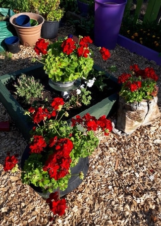 Includeme2 Allotment Angels Cultivation Street Garden's Calliope Geraniums