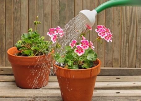 Keep geranium roots damp in containers