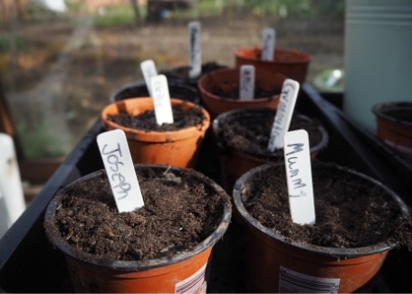 Sowing seeds in greenhouses or on windowsills