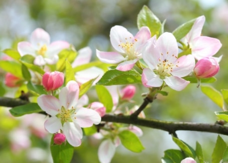 White and pink blossoms on apple tree branches.