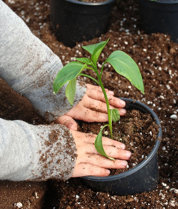 Abacus Cultivation Street planting plant child