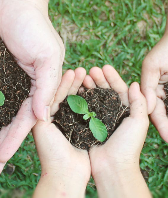 Abacus Cultivation Street planting plant child2