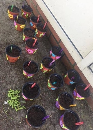 Cultivation Street Stories Aylett Nurseries Louise Canfield, providing St Albans rainbows pots, compost and runner bean seeds