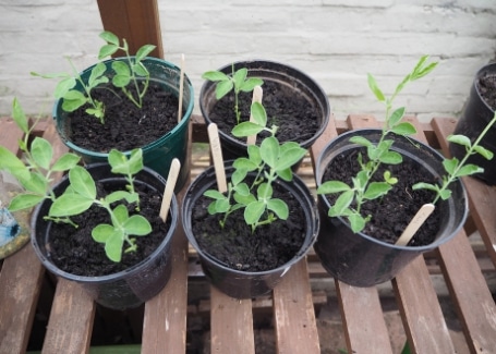 Cultivation Street blog, make your own plant markers, quick and easy ideas to label up your garden including using lolly sticks