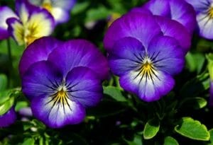 Cultivation Street plant for May, pansies