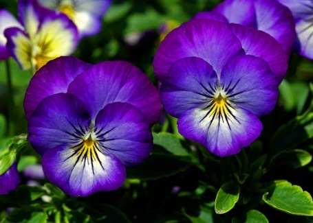 Plant for May | Pansies - Cultivation Street