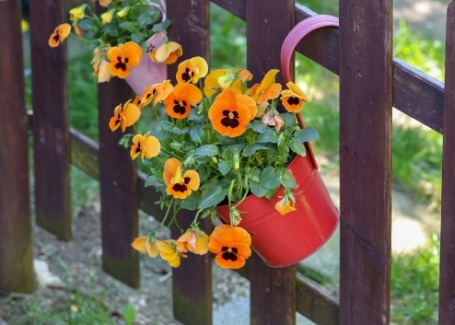 Cultivation Street plant for May, the pansy, happily planted in containers and hanging baskets