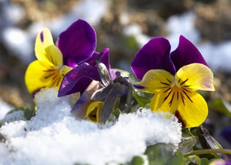 Cultivation Street plant for May, the pansy, hardy enough to withstand some snow and frost