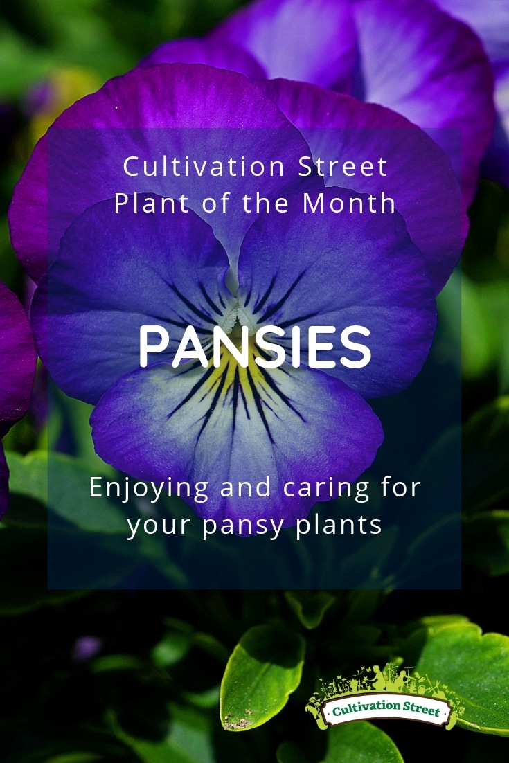 Cultivation Street plant of the month of May, pansies, enjoying and caring for your pansy plants