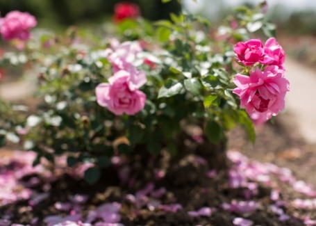 Cultivation Street quirky tips on caring for roses, avoid overcrowding