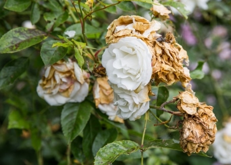 Cultivation Street quirky tips on caring for roses, deadheading