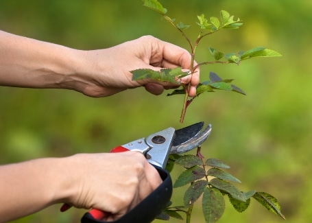 Cultivation Street quirky tips on caring for roses, pruning