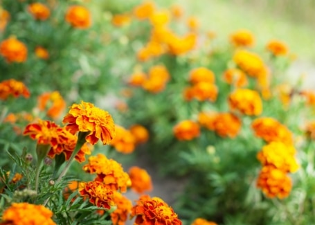 Cultivation Street quirky tips on caring for roses, surround with marigolds