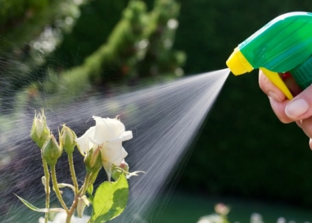 Cultivation Street quirky tips on caring for roses, vinegar spray