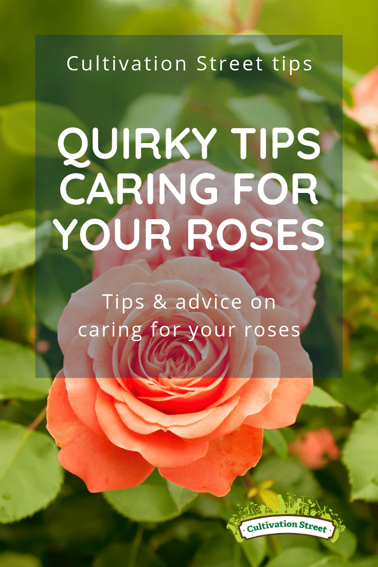 Cultivation Street tips, quirky tips on c aring for your roses, tips and advice on caring for your roses Cultivation Street tips, quirky tips on c aring for your roses, tips and advice on caring for your roses
