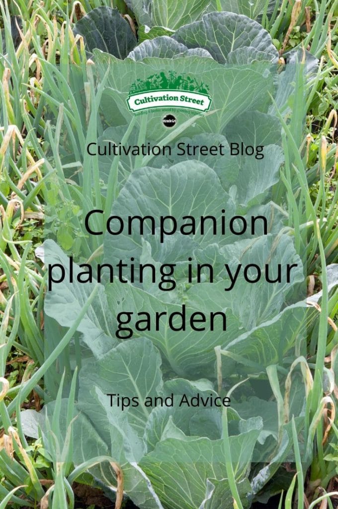 Companion Planting - Cultivation Street