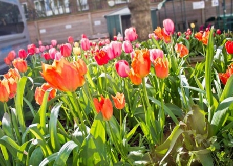 Hammersmith Academy Cultivation Street garden tulips