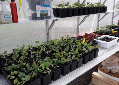 The Clare School's CalliopeMyLife Calliope Geranium plug plants planted up in their greenhouse in their Cultivation Street Garden