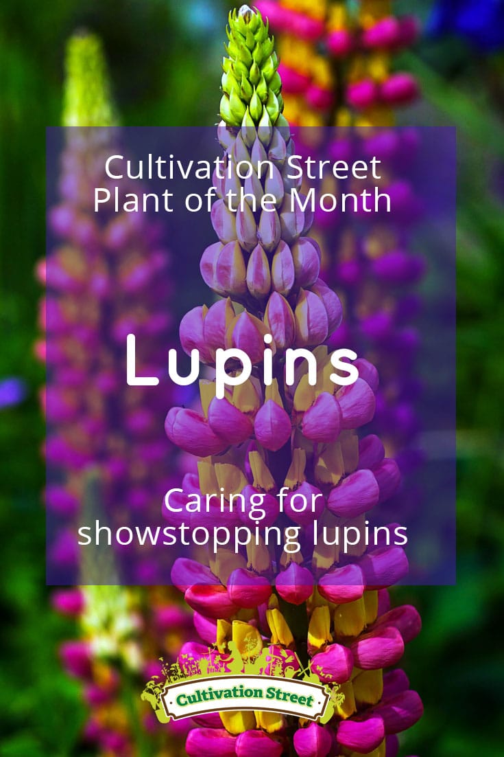 1 Pin artowrk Cultivation Street plant of the month of , pansies, enjoying and caring for your plants