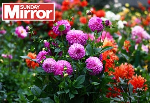 Behinf the Sunday Mirror Blog Post feature image Wonky Garden