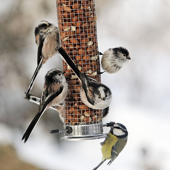 Long-tailed tit, Aegithalos caudatus, group of birds on peannut feeder, West Midlands, December 2010