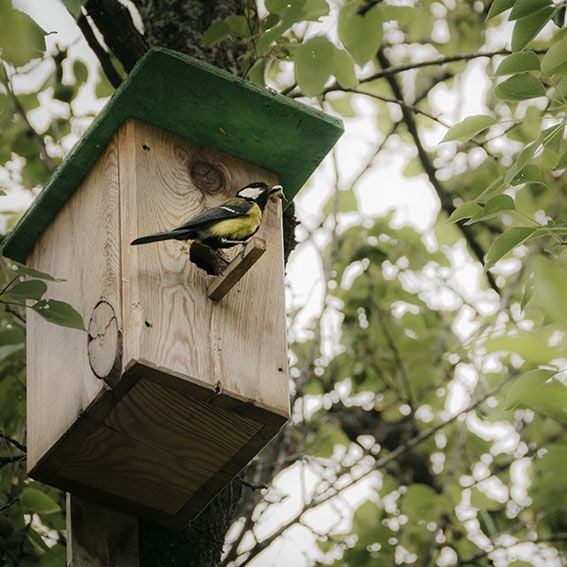 Birdhouse with bird